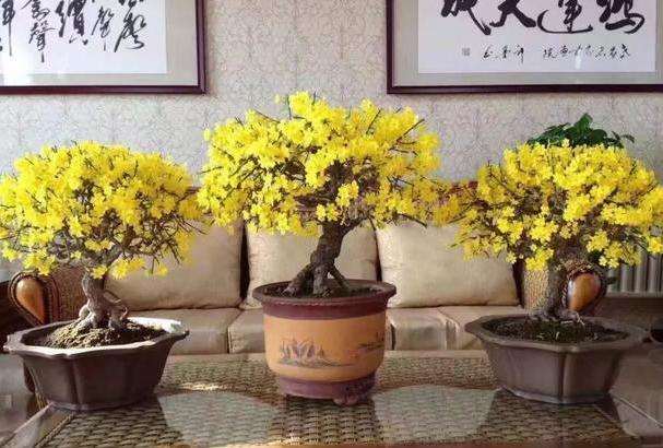 迎春花盆景怎么培育养护的方法