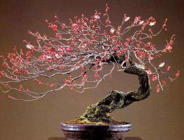 梅桩盆景怎么上盆翻盆的方法