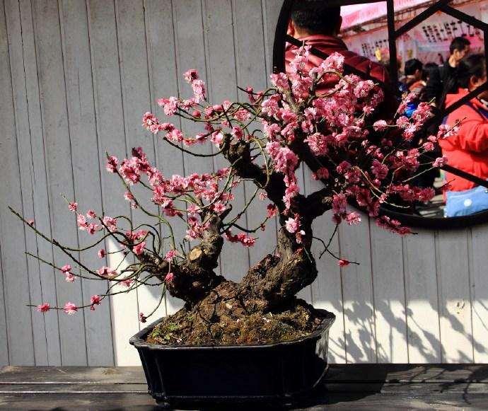 梅桩盆景怎么翻盆