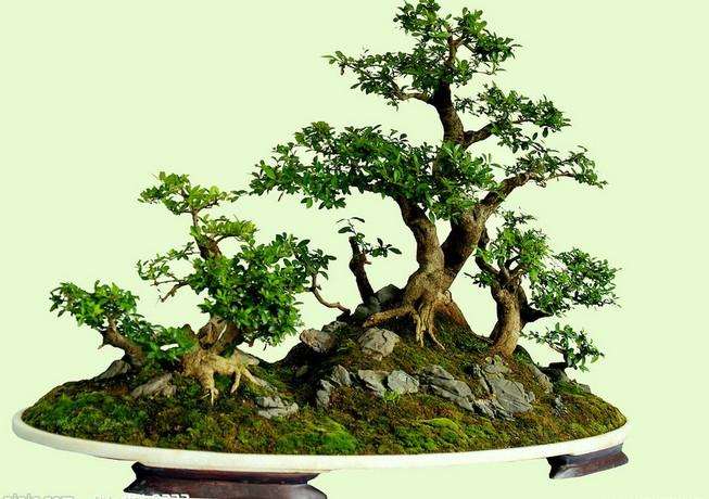 顶端优势在桩景盆景造型中的3个设计