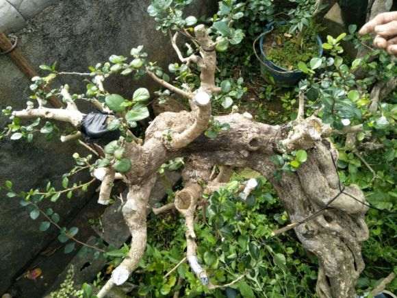 博兰盆景怎么制作的4个方法