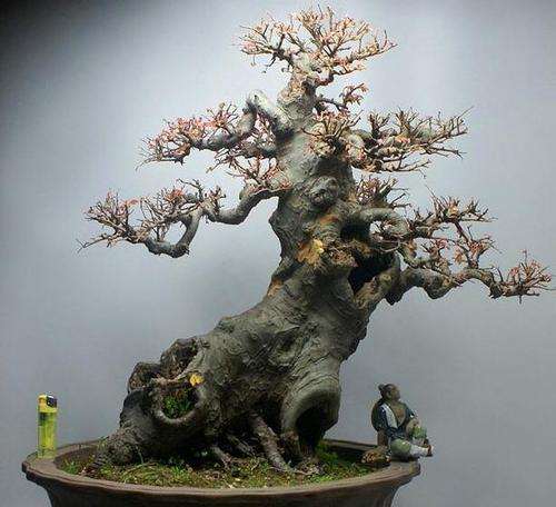 榔榆盆景怎么修剪翻盆的方法