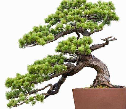 五针松盆景怎么浇水养护