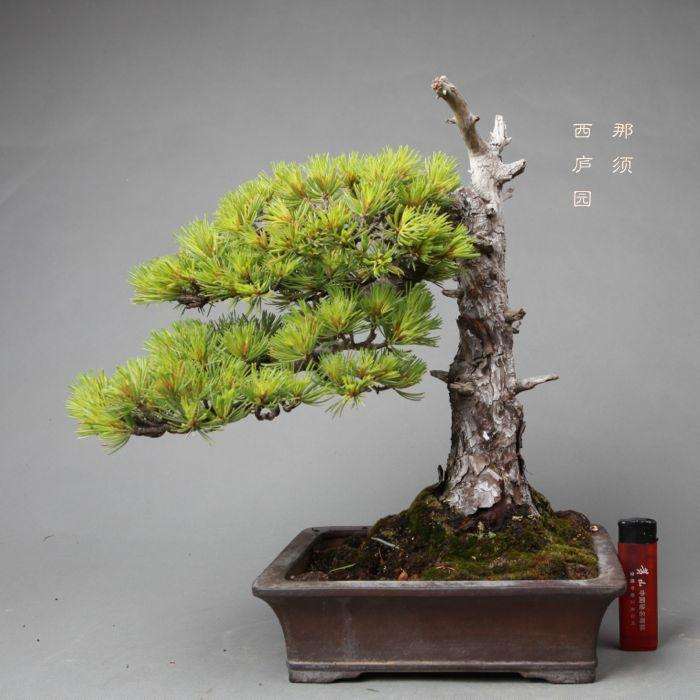 五针松盆景的主要品种有哪4种