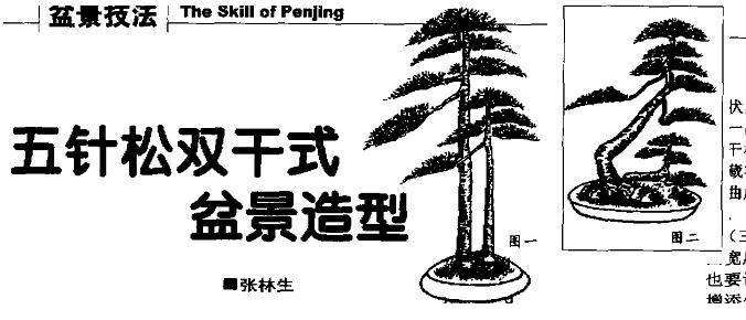 五针松盆景的5个造型形式