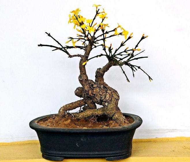 迎春盆景怎么造型