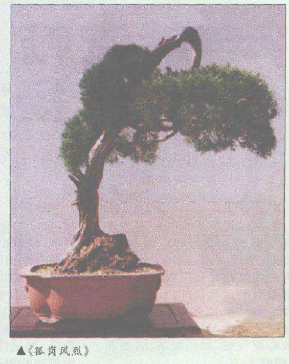 胡乐国的盆景《孤岗风烈》