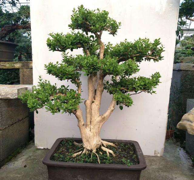 黄杨盆景叶面枯黄 焦干 如何治疗