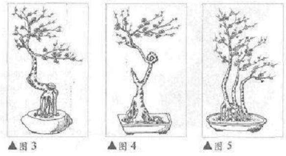 艺梅盆景生根后怎样造型