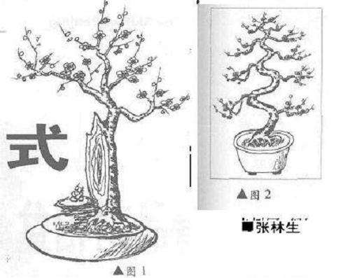 艺梅盆景生根后怎样造型