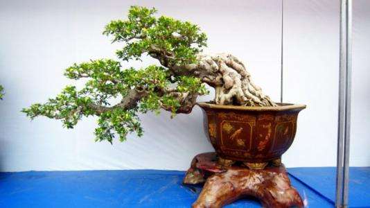 树桩盆景远势近质刍议