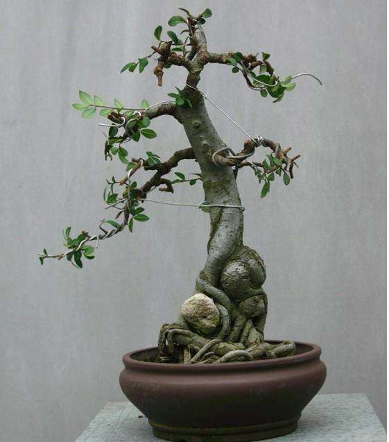 树桩盆景远势近质刍议