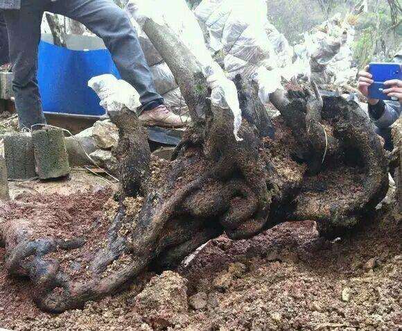 如何处理才能提高下山桩的成活率