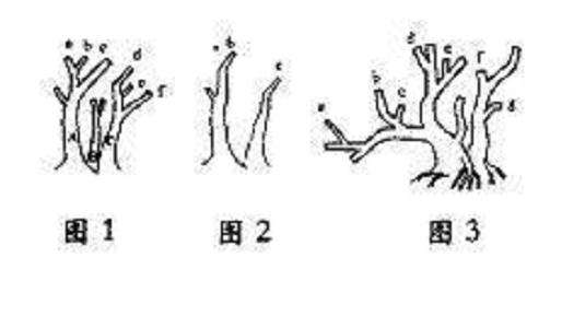 树桩盆景怎么定势的3个方法