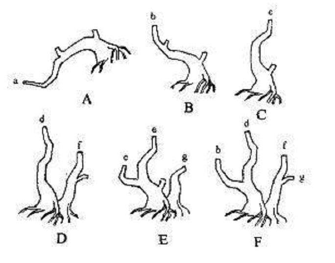 树桩盆景怎么定势的3个方法