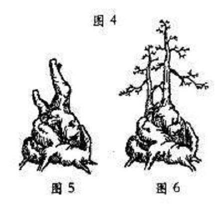 树桩盆景怎么定势的3个方法