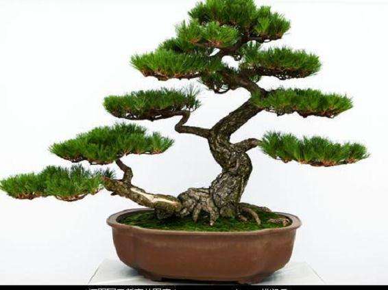 胡乐国对松韵阁五针松盆景的评析