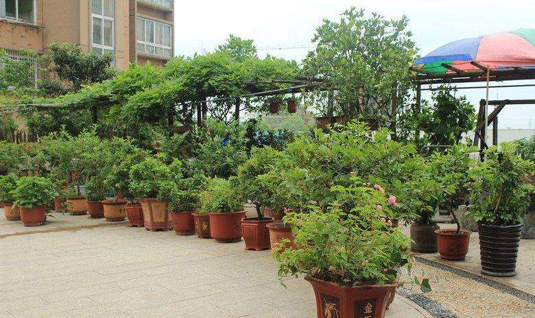 夏季楼顶盆景怎么防烈日