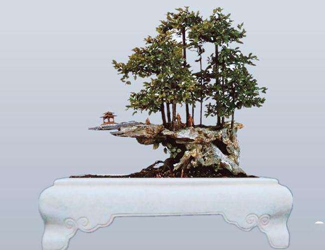 桩景盆景怎么配盆的4个方法