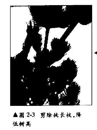 五针松盆景幼木的初次造型