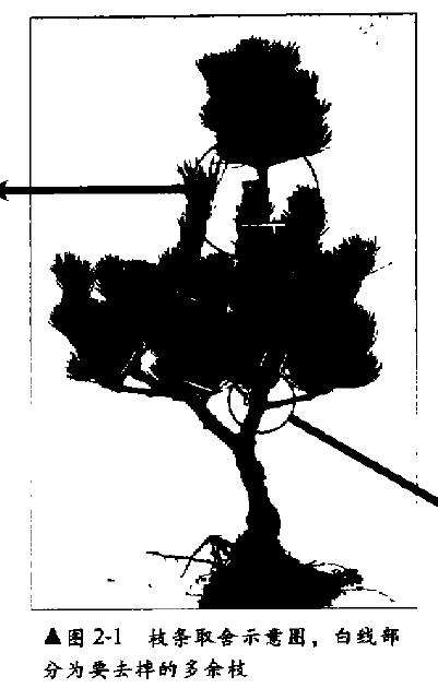 五针松盆景幼木的初次造型