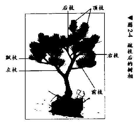 五针松盆景幼木的初次造型