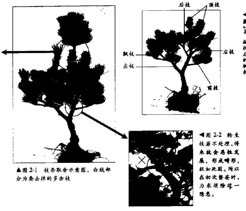 五针松盆景幼木的初次造型