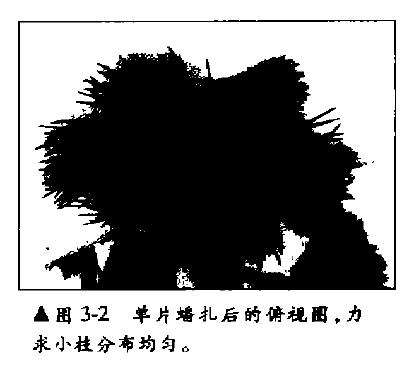 五针松盆景幼木的初次造型