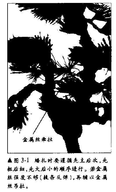 五针松盆景幼木的初次造型