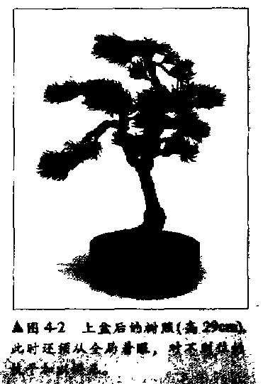 五针松盆景幼木的初次造型