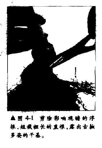 五针松盆景幼木的初次造型