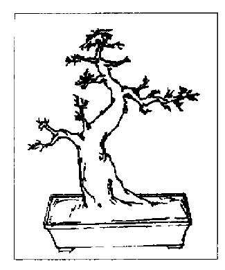 雀梅桩盆景第五种造型的3个方案