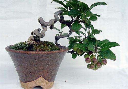 果树盆景怎么浇水的方法