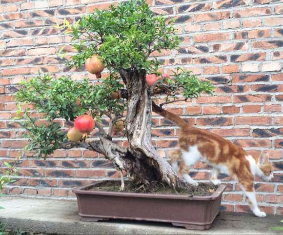 石榴盆景怎么施肥浇水的方法