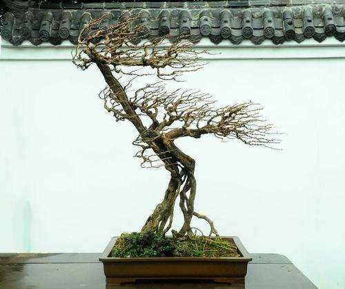 风动式盆景怎么养护保形