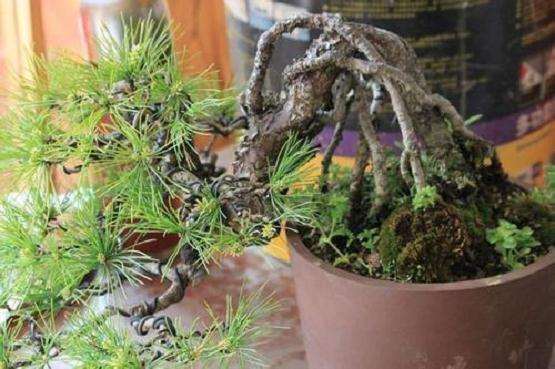 黑松盆景怎么剪枝切芽的5ge注意事项