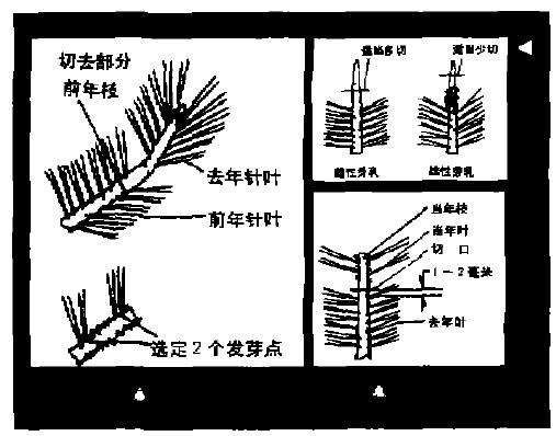 黑松盆景剪枝切芽的3个方法