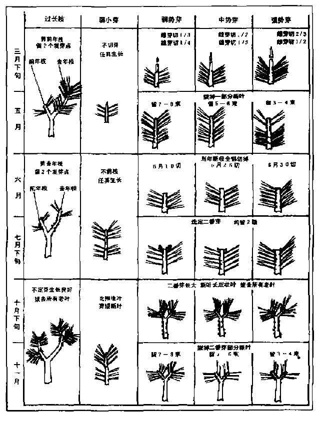 黑松盆景剪枝切芽的3个方法 图片