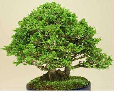 丝柏盆景怎么培育的4个方法