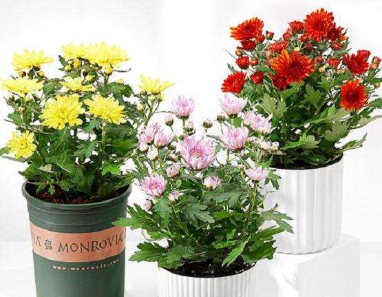 菊花盆景病虫害怎么防治的4个方法