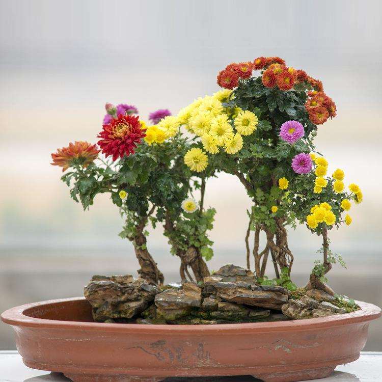 盆景菊花怎么嫁接造型的3个方法