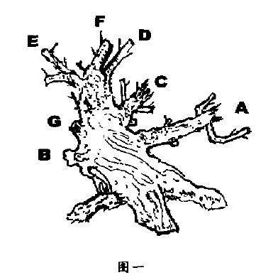 雀梅老桩盆景怎样造型