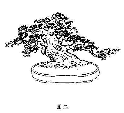 雀梅老桩盆景怎样造型