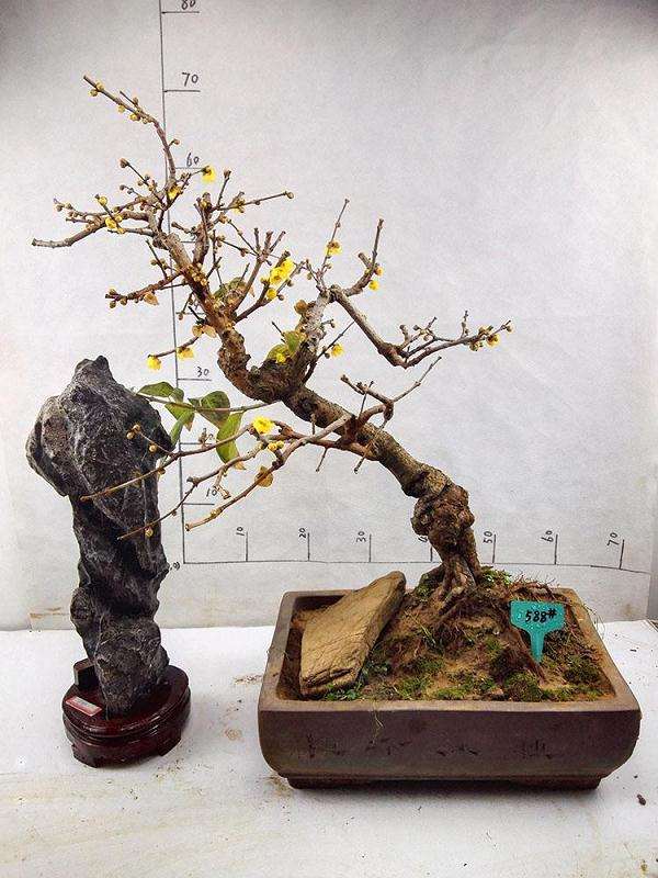 地栽盆景怎么修剪的5个方法