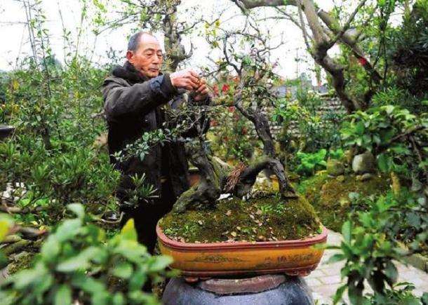 地裁盆景怎么片层修剪造型的4个方法