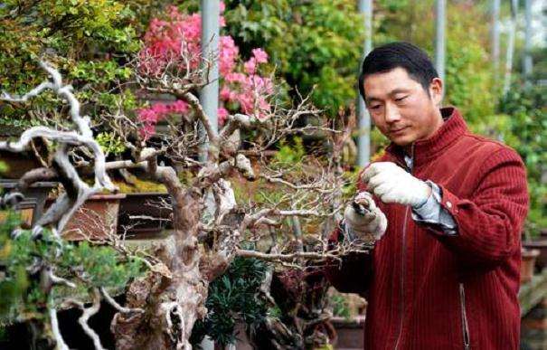盆景侧梢留枝的5个原则