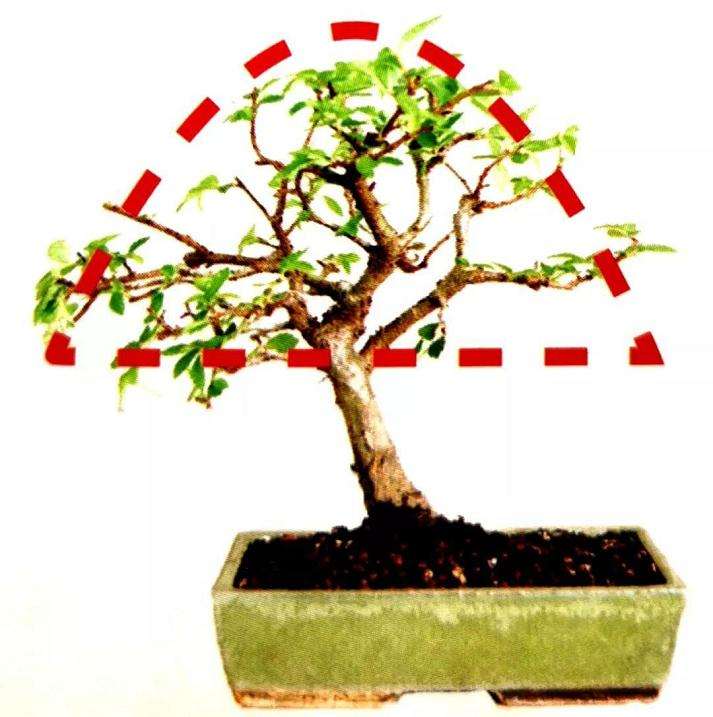 盆景冠梢留枝的5个原则