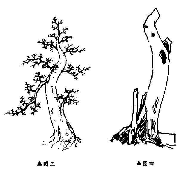 盆景怎样因材造型设计的方法 图片