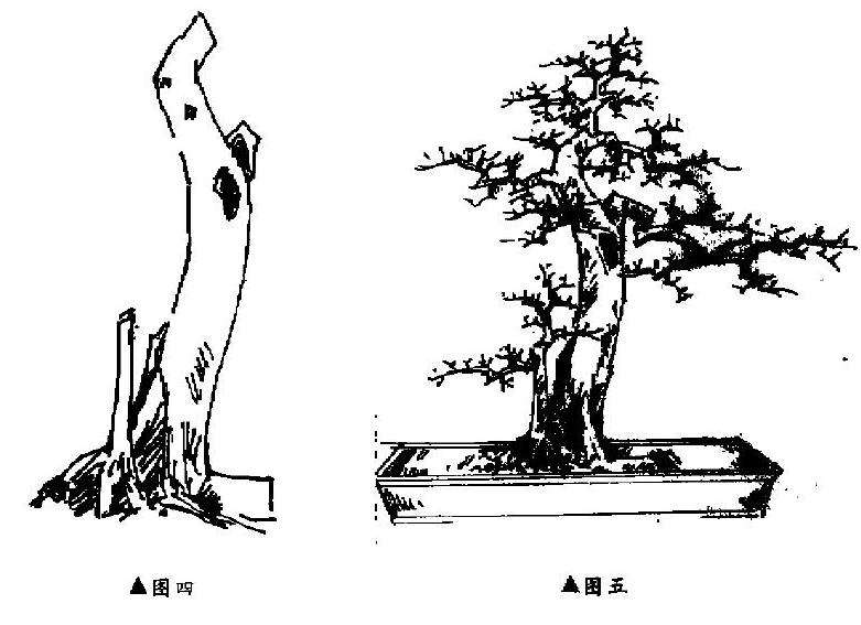 盆景怎样因材造型设计的方法 图片