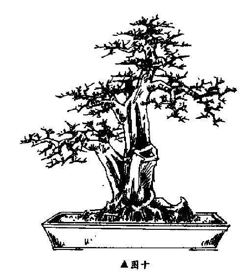 盆景怎样因材造型设计的方法 图片
